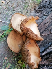 Armillaria mellea