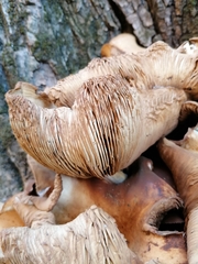Armillaria mellea