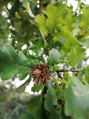 Andricus foecundatrix