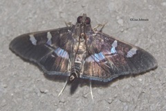Desmia ufeus