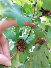 Andricus foecundatrix