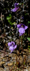 Diascia macrophylla