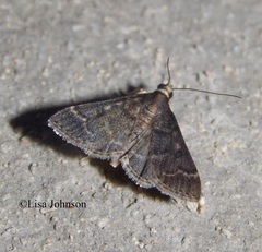 Cryptobotys zoilusalis