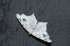 Macaria notata