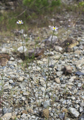 Aster hispidus leptocladus