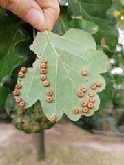 Neuroterus numismalis