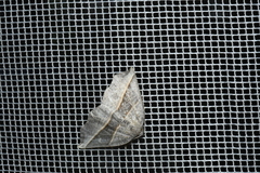 Metanema determinata