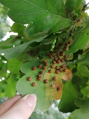 Neuroterus numismalis