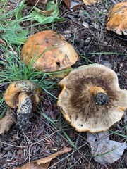 Tricholoma aurantium