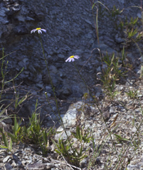 Aster hispidus leptocladus
