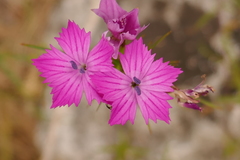 Dianthus balbisii