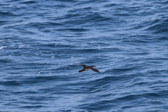 Puffinus lherminieri