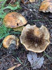 Tricholoma aurantium