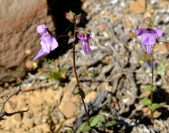 Diascia macrophylla