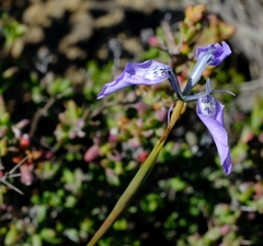 Moraea cuspidata