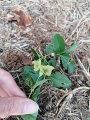 Mirabilis nyctaginea