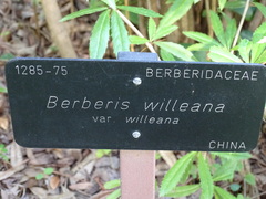 Berberis levis