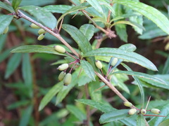 Berberis levis
