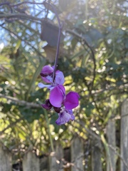 Dipogon lignosus