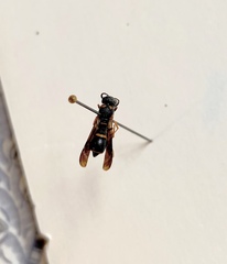 Parancistrocerus histrio