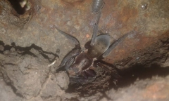 Asthenoctenus borellii