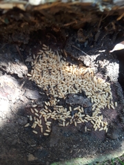 Brachyponera chinensis