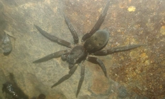 Asthenoctenus borellii