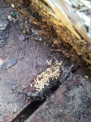 Brachyponera chinensis