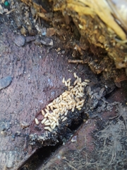 Brachyponera chinensis