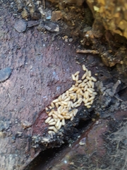 Brachyponera chinensis