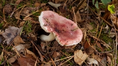 Russula
