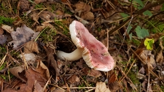 Russula