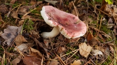 Russula