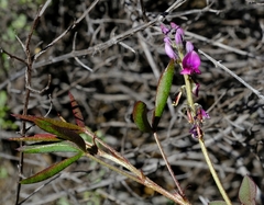 Indigofera sp-f