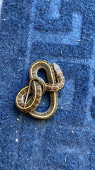 Thamnophis scalaris