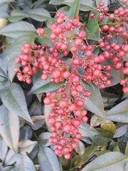 Nandina domestica