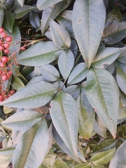 Nandina domestica