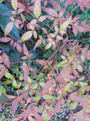 Nandina domestica