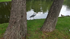 Ardea cinerea