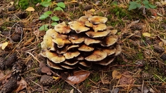 Fungi