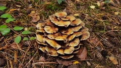 Fungi