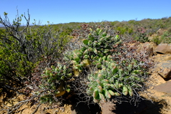 Tylecodon reticulatus
