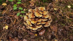 Fungi