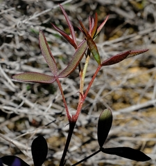 Indigofera sp-f