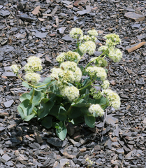 Hylotelephium caucasicum