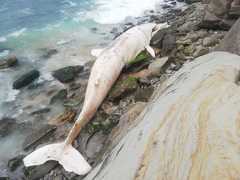 Fin Whale photo 5