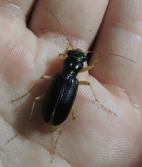 Tetracha virginica