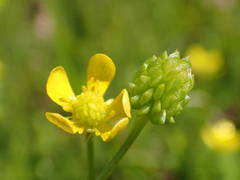 Ranunculus sardous