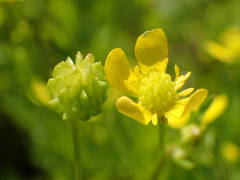 Ranunculus sardous