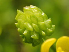 Ranunculus sardous